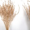 Dried plants bouquet, length 50cm