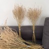Dried plants bouquet, length 50cm