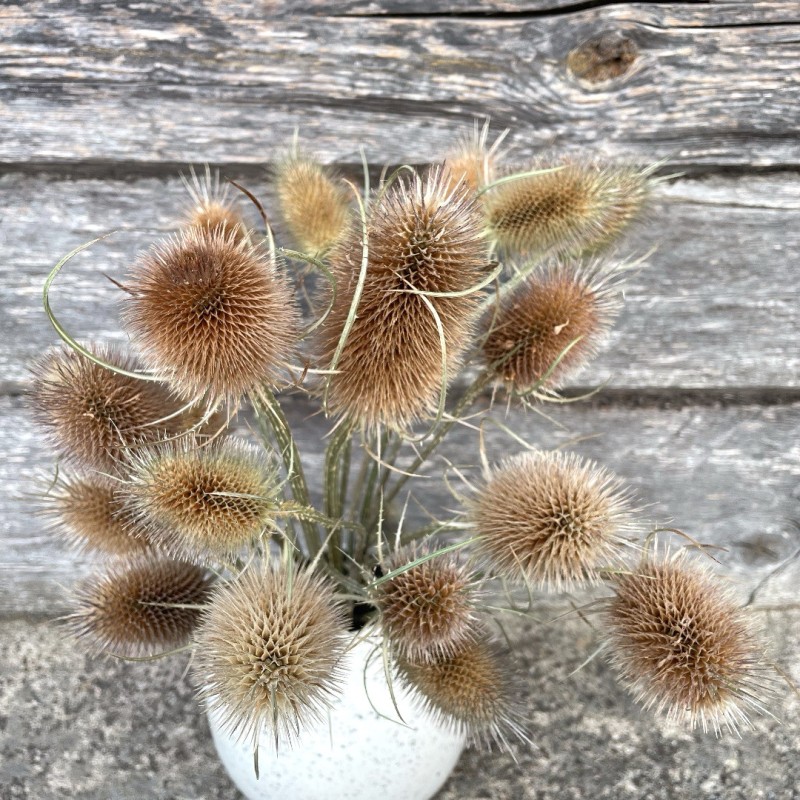 Dipsacus fullonum bouquet
